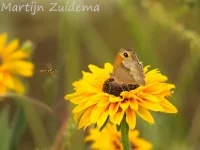Ruige rudbeckia [Rudbeckia hirta]